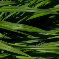 Bourbon Vetiver