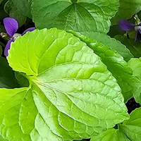 Violet Leaf