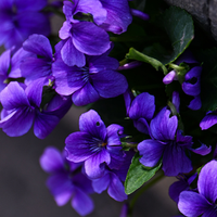Violet