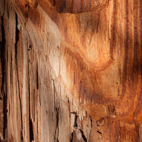 Virginian Cedar