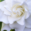White Floral