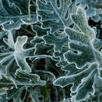 Wormwood