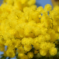 Yellow Floral