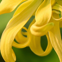 Ylang Ylang